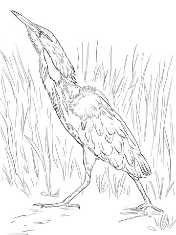 American Bittern Coloring Page